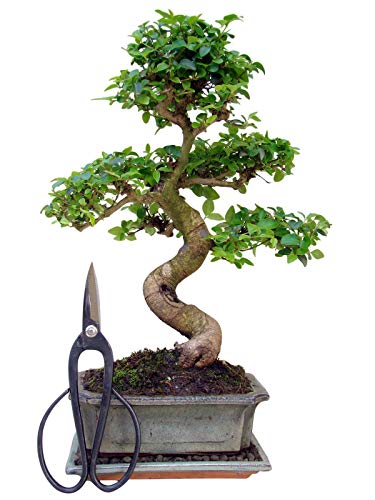 Bonsai mit Schere, ca. 30-35cm hoch (Bonsai chin. Liguster (Abb. ähnlich) mit Untersetzer und 1 Schere groß) von Genki-Bonsai