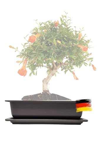Genki-Bonsai Pflanzschale 28 x 21 x 8 cm aus Kunststoff – rechteckiger Pflanzkübel mit Untersetzer, frostbeständig, mit Drainagelöchern – für Bonsai, Kräuter, Zimmer- & Balkonpflanzen von Genki-Bonsai