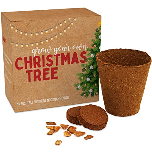 Weihnachtsbaum Anzuchtset als Adventskalender Füllung - Mini Geschenk als Idee für den Adventskalender für Frauen und Männer - Nordmann-Tanne zum selber Pflanzen von Gentle North