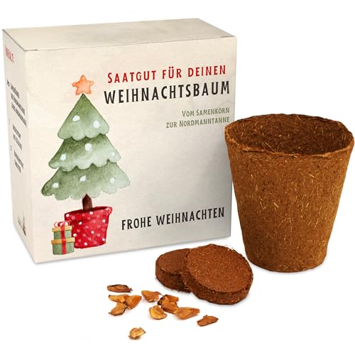 Weihnachtsbaum Anzuchtset als Adventskalender Füllung - Mini Geschenk als Idee für den Adventskalender für Frauen und Männer - Nordmann-Tanne zum selber Pflanzen von Gentle North