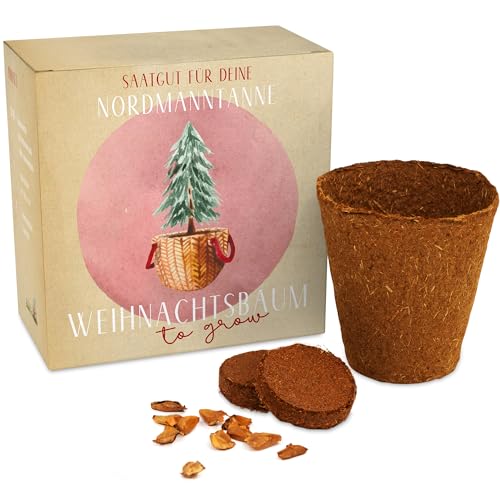 Weihnachtsbaum Anzuchtset als Adventskalender Füllung - Mini Geschenk als Idee für den Adventskalender für Frauen und Männer - Nordmann-Tanne zum selber Pflanzen von Gentle North