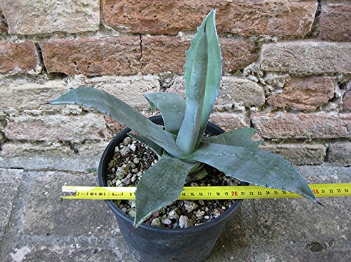 Agave americana var. Amerikaanse 30 cm, cactus, winterharde vetplant, resistent tot -5 ° C Agave americana var. Amerikaanse 30 cm, cactus, winterharde vetplant, resistent tot -5 ° C von Geosism & Nature