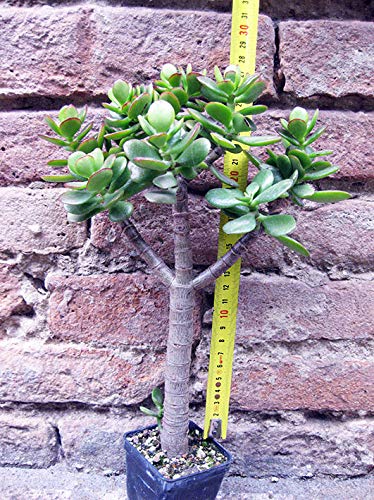 Crassula portulacea 30 cm, cactus, vetplant von Geosism & Nature