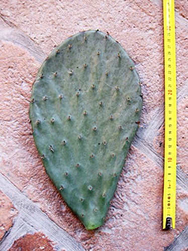 Opuntia engelmanni (n.1 Schaufel) 15-25 cm, Kaktus, winterharte Sukkulente, beständig bis -20 C von Geosism & Nature