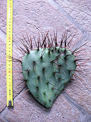 Opuntia phaeacantha var. Major (n.1 Schaufel) 15-25 cm, Kaktus, winterharte Sukkulente, beständig bis -20 C von Geosism & Nature