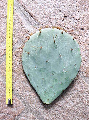 Opuntia tardispina (n.1 Schaufel) 15-25 cm, Kaktus, winterharte Sukkulente, beständig bis -20 C von Geosism & Nature