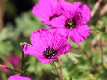 Aschgrauer Storchschnabel 'Giuseppii', Geranium cinereum subsp. subcaulescens 'Giuseppii', Topfware XL von Geranium cinereum subsp. subcaulescens 'Giuseppii'