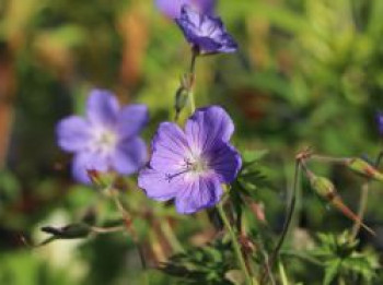 Clarkes Storchschnabel 'Kashmir Blue', Geranium clarkei 'Kashmir Blue', Topfware von Geranium clarkei 'Kashmir Blue'