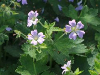 Storchschnabel 'Chantilly', Geranium gracile 'Chantilly', Topfware von Geranium gracile 'Chantilly'
