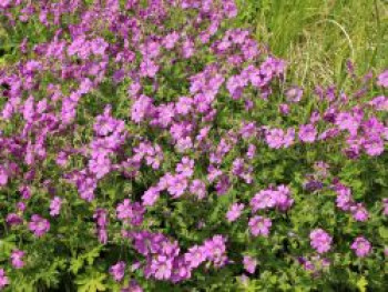 Storchschnabel 'Sirak', Geranium gracile 'Sirak', Topfware von Geranium gracile 'Sirak'