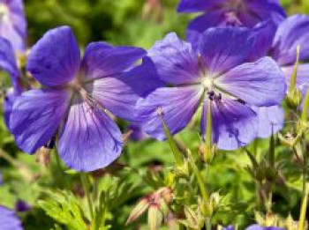 Himalaya-Storchschnabel 'Baby Blue', Geranium himalayense 'Baby Blue', Topfware von Geranium himalayense 'Baby Blue'