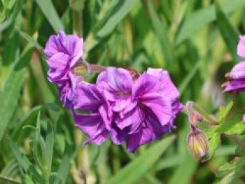 Himalaya-Storchschnabel 'Plenum', Geranium himalayense 'Plenum', Topfware von Geranium himalayense 'Plenum'