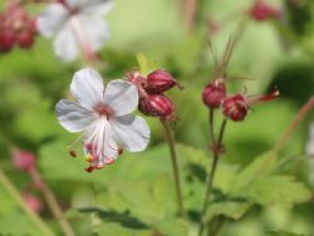 Felsen-Storchschnabel 'Spessart', Geranium macrorrhizum 'Spessart', Containerware von Geranium macrorrhizum 'Spessart'