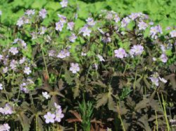 Dunkelblättriger Storchschnabel 'Espresso', Geranium maculatum 'Espresso', Topfware von Geranium maculatum 'Espresso'