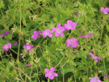 Sumpf Storchschnabel, Geranium palustre, Topfware von Geranium palustre