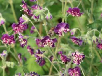 Storchschnabel 'Joseph Green', Geranium phaeum 'Joseph Green', Topfware von Geranium phaeum 'Joseph Green'