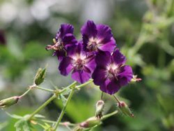 Brauner Storchschnabel 'Raven', Geranium phaeum 'Raven', Topfware von Geranium phaeum 'Raven'