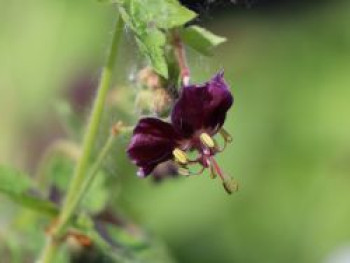 Brauner Storchschnabel 'Samobor', Geranium phaeum 'Samobor', Topfware XL von Geranium phaeum 'Samobor'