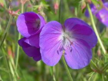 Storchschnabel 'Brookside', Geranium pratense 'Brookside', Topfware von Geranium pratense 'Brookside'