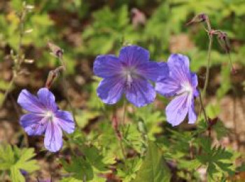 Storchschnabel 'Johnsons Blue', Geranium pratense 'Johnsons Blue', Containerware von Geranium pratense 'Johnsons Blue'