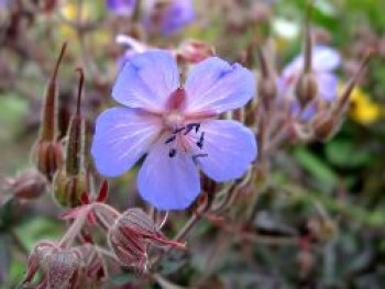 Storchschnabel 'Midnight Reiter', Geranium pratense 'Midnight Reiter', Topfware von Geranium pratense 'Midnight Reiter'