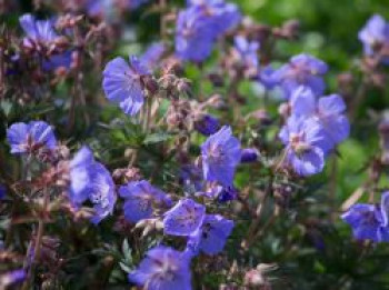 Storchschnabel 'New Dimension' ®, Geranium pratense 'New Dimension' ®, Topfware von Geranium pratense 'New Dimension' ®