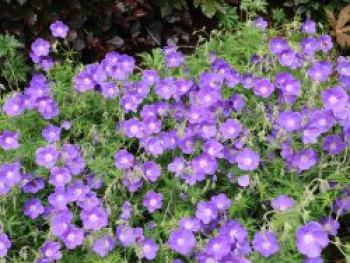 Wiesen-Storchschnabel 'Orion', Geranium pratense 'Orion', Containerware von Geranium pratense 'Orion'