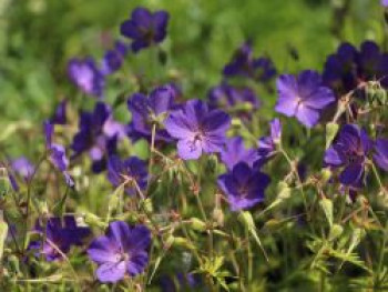 Storchschnabel 'Spinners', Geranium pratense 'Spinners', Topfware von Geranium pratense 'Spinners'