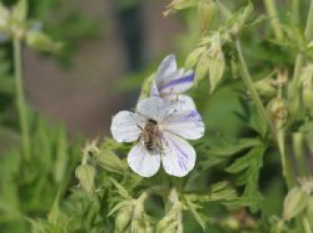 Storchschnabel 'Splish Splash', Geranium pratense 'Splish Splash', Topfware von Geranium pratense 'Splish Splash'