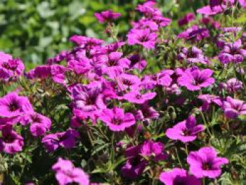 Storchschnabel 'JS Matu Vu', Geranium psilostemon ' JS Matu Vu', Topfware von Geranium psilostemon ' JS Matu Vu'
