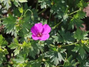 Storchschnabel 'Little David', Geranium psilostemon 'Little David', Topfware von Geranium psilostemon 'Little David'