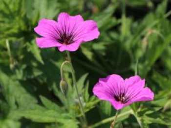 Storchschnabel 'Patricia', Geranium psilostemon 'Patricia', Topfware von Geranium psilostemon 'Patricia'
