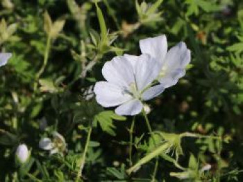 Schnee-Storchschnabel 'Album', Geranium sanguineum 'Album', Containerware von Geranium sanguineum 'Album'