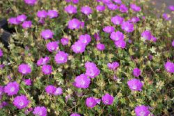 Blut-Storchschnabel 'Max Frei', Geranium sanguineum 'Max Frei', Topfware von Geranium sanguineum 'Max Frei'