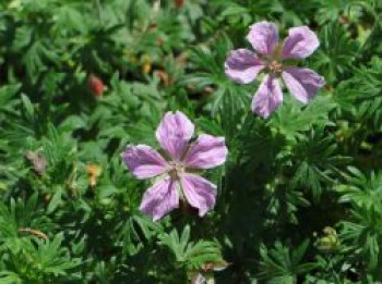 Blut-Storchschnabel 'Pink Pouffe' ®, Geranium sanguineum 'Pink Pouffe' ®, Topfware von Geranium sanguineum 'Pink Pouffe' ®