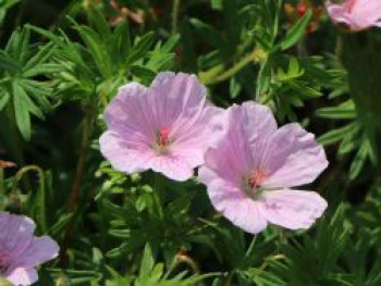 Blut-Storchschnabel 'Apfelblüte', Geranium sanguineum var. striatum 'Apfelblüte', Topfware XL von Geranium sanguineum var. striatum 'Apfelblüte'
