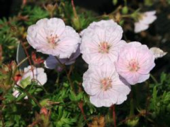 Gestreifter Storchschnabel, Geranium sanguineum var. striatum, Topfware XL von Geranium sanguineum var. striatum