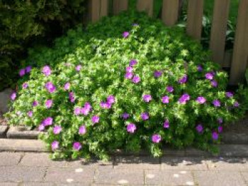 Blutroter Storchschnabel, Geranium sanguineum, Containerware von Geranium sanguineum