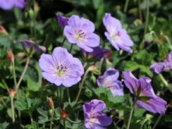 Storchschnabel 'Azure Rush' ®, Geranium wallichianum 'Azure Rush' ®, Topfware von Geranium wallichianum 'Azure Rush' ®
