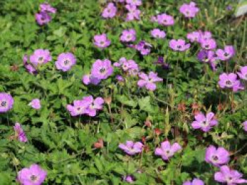 Storchschnabel 'Bloom Time', Geranium wallichianum 'Bloom Time', Topfware von Geranium wallichianum 'Bloom Time'