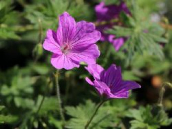 Storchschnabel 'Blushing Turtle' ®, Geranium wallichianum 'Blushing Turtle', Topfware von Geranium wallichianum 'Blushing Turtle'