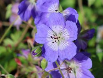 Storchschnabel 'Buxton's Blue', Geranium wallichianum 'Buxton's Blue', Topfware von Geranium wallichianum 'Buxton's Blue'