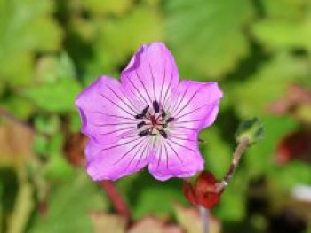 Storchschnabel 'Kelly Anne', Geranium wallichianum 'Kelly Anne', Containerware von Geranium wallichianum 'Kelly Anne'
