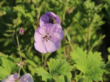 Storchschnabel 'Lilac Ice', Geranium wallichianum 'Lilac Ice', Topfware von Geranium wallichianum 'Lilac Ice'