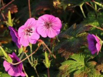 Storchschnabel 'Pink Penny' ®, Geranium wallichianum 'Pink Penny' ®, Topfware von Geranium wallichianum 'Pink Penny' ®