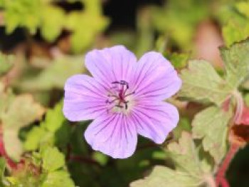 Storchschnabel 'Rainbow', Geranium wallichianum 'Rainbow', Topfware von Geranium wallichianum 'Rainbow'
