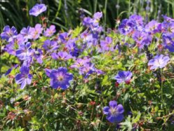 Storchschnabel 'Rozanne' ®, Geranium wallichianum 'Rozanne' ®, Topfware von Geranium wallichianum 'Rozanne' ®