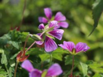 Storchschnabel 'Sweet Heidy', Geranium wallichianum 'Sweet Heidy', Topfware von Geranium wallichianum 'Sweet Heidy'
