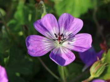 Storchschnabel 'Sylvia's Surprise' ®, Geranium wallichianum 'Sylvia's Surprise' ®, Topfware von Geranium wallichianum 'Sylvia's Surprise' ®