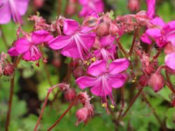 Storchschnabel 'Intense', Geranium x cantabrigiense 'Intense', Topfware von Geranium x cantabrigiense 'Intense'